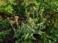 Bleekgele droogbloem